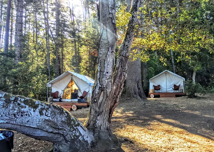 Mendocino Grove